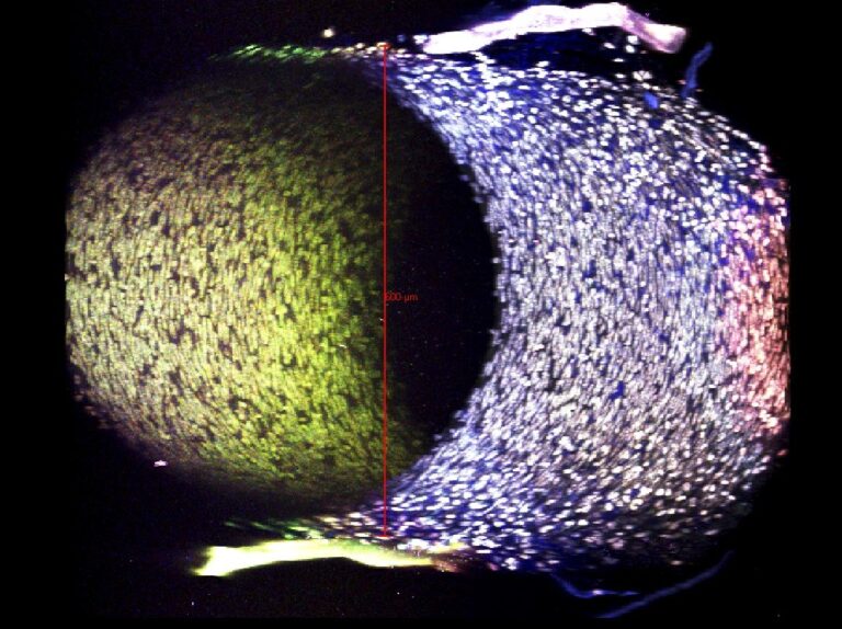 SP5 II system prod b cl 13 768x574